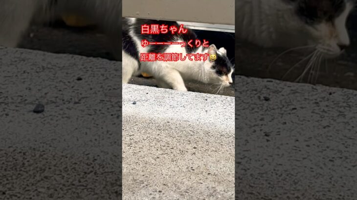 後編😸白黒ちゃんVSゴージャスさん#cat#japan#short#shorts#猫のいる暮らし#日本猫#ねこ#野良猫#癒し#おすすめ#おもしろ#かわいい#ショート動画#猫動画#ごはん#日本