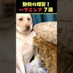 Xで9.4億回バズった動物ハプニング動画7選！7Animal Happenings Videos That Got 940 Million Buzz on X!#犬#猫#動物#ペット#shorts