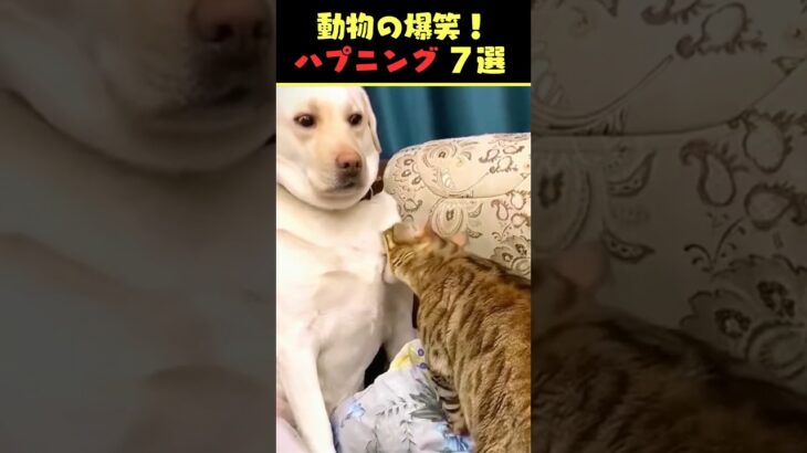 Xで9.4億回バズった動物ハプニング動画7選！7Animal Happenings Videos That Got 940 Million Buzz on X!#犬#猫#動物#ペット#shorts