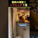 Xで9.7億回バズった動物ハプニング動画7選！7Animal Happenings Videos That Got 970 Million Buzz on X!#犬#猫#動物#ペット#shorts