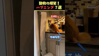 Xで9.7億回バズった動物ハプニング動画7選！7Animal Happenings Videos That Got 970 Million Buzz on X!#犬#猫#動物#ペット#shorts