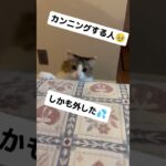 #猫 #猫のいる暮らし #猫のいる生活 #ねこ #可愛い #おもしろ動画 #おすすめ #子猫 #かわいい #ペット #保護猫 #apt #Bruno Mars