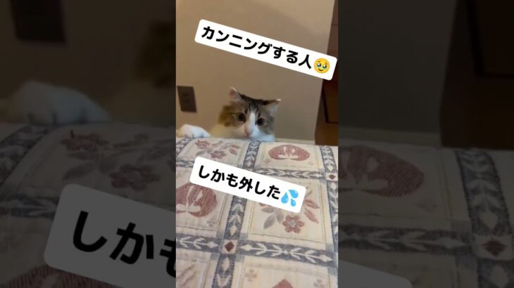 #猫 #猫のいる暮らし #猫のいる生活 #ねこ #可愛い #おもしろ動画 #おすすめ #子猫 #かわいい #ペット #保護猫 #apt #Bruno Mars