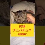 肉球チュパチュパasmr #cat #japanesecat #保護猫 #かわいい #癒し #ねこのいる暮らし #asmr #にくきゅう