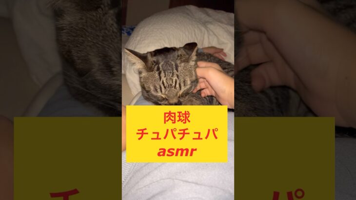 肉球チュパチュパasmr #cat #japanesecat #保護猫 #かわいい #癒し #ねこのいる暮らし #asmr #にくきゅう