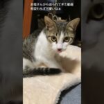 新しい布団買ってもらったみたい😻#cat #かわいい子猫 #猫のいる暮らし #猫のいる生活 #子猫 #ふみふみ