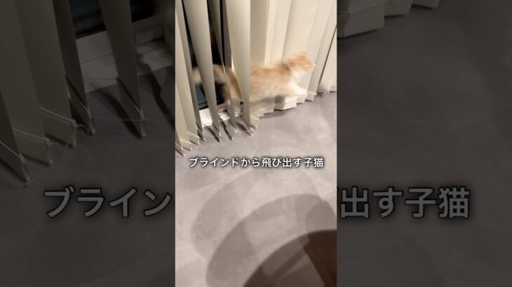 何度もジャンプして飛び出す子猫 #cat #スコッティッシュフォールド #子猫お迎え