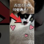 癒し猫家族 #猫 #cat #猫と生きる幸せ #保護猫 #ねこ #癒し #猫がいて幸せ #ねこ癒やし #ネコ