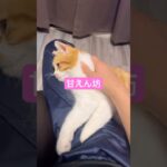 パパの膝の上で眠る子猫のポテくん #面白い子猫 #cat #猫のいる暮らし #かわいい子猫 #保護猫 #スコティッシュフォールド #kitten