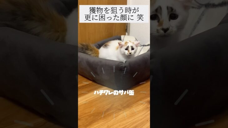 この表情を守りたい  #ねこ動画  #cat   #ネコ   #三毛猫  #子猫  #ハチワレのサバ缶   #おもしろ動画   #癒し  #かわいい   #kitty   #catvideos  #猫