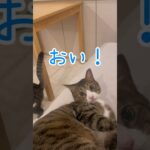 【保護猫ちゃん】お腹が空きました#cat #ねこ #かわいい #おもしろ #shorts