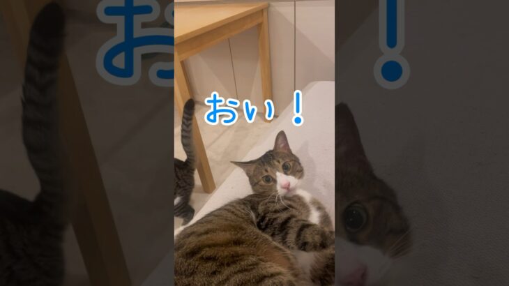 【保護猫ちゃん】お腹が空きました#cat #ねこ #かわいい #おもしろ #shorts