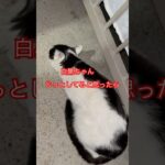 白黒ちゃんと😸ゴージャスさん🍚#cat#日本猫#おもしろ#japan#ねこ#猫#猫動画#野良猫#癒し#ショート#かわいい#白黒#モフモフ#もふもふ