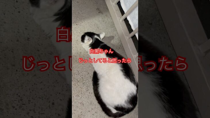 白黒ちゃんと😸ゴージャスさん🍚#cat#日本猫#おもしろ#japan#ねこ#猫#猫動画#野良猫#癒し#ショート#かわいい#白黒#モフモフ#もふもふ