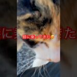 三毛猫😸#cat#japan#ねこ#short#三毛猫#癒し#野良猫#猫動画#おすすめ#かわいい#ショート