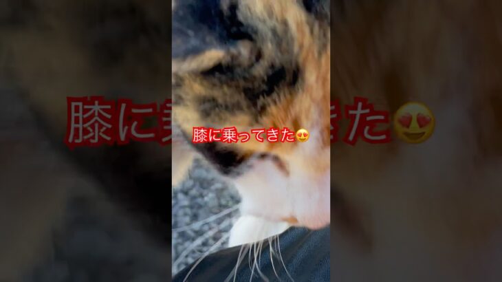 三毛猫😸#cat#japan#ねこ#short#三毛猫#癒し#野良猫#猫動画#おすすめ#かわいい#ショート