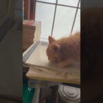 プチハプニングな茶トラ子猫 #猫 #子猫 #kitten