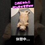 疲れがぶっ飛ぶ！！どの猫ちゃん達もみんな可愛いすぎ🐈♡#short #猫#癒し動画