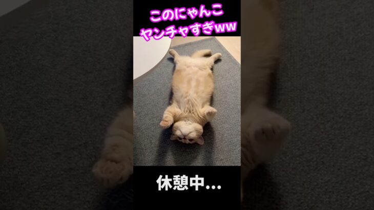 疲れがぶっ飛ぶ！！どの猫ちゃん達もみんな可愛いすぎ🐈♡#short #猫#癒し動画