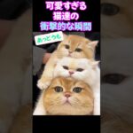 可愛い猫ちゃんの衝撃的瞬間🐈どれも面白い可愛いでサイコー！！　#short #動物おもしろ動画 #猫動画