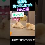 面白すぎるワンコ動画🐕猫ちゃんとはまた違った面白さがある😆　#short #癒される動画 #おもしろ動画