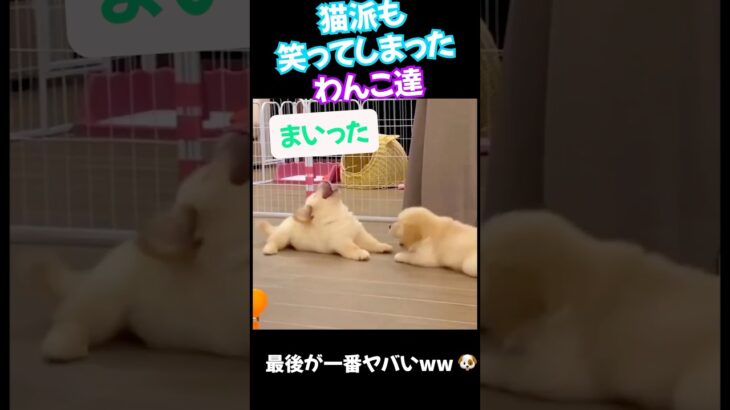 面白すぎるワンコ動画🐕猫ちゃんとはまた違った面白さがある😆　#short #癒される動画 #おもしろ動画