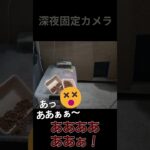 【野良猫】ハプニングしかないイタチ飯【保護】#のら猫 #野良猫 #地域猫 #さくら猫 #short