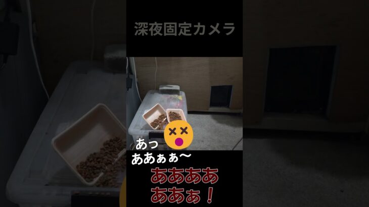 【野良猫】ハプニングしかないイタチ飯【保護】#のら猫 #野良猫 #地域猫 #さくら猫 #short