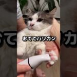 猫にバリカン使ったら、まさかの反応しました！ #shorts #かわいい猫 #短足マンチカン