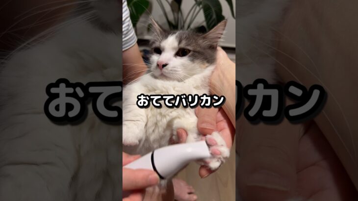 猫にバリカン使ったら、まさかの反応しました！ #shorts #かわいい猫 #短足マンチカン