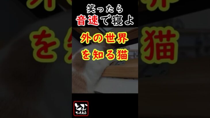 【猫にアフレコ】外の世界を知る猫(天丼) #shorts #おもしろ #とむちゃんねる