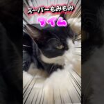 猫のもみもみタイム！　#ねこ動画 #愛猫 #かわいい猫 #おもしろ #shorts