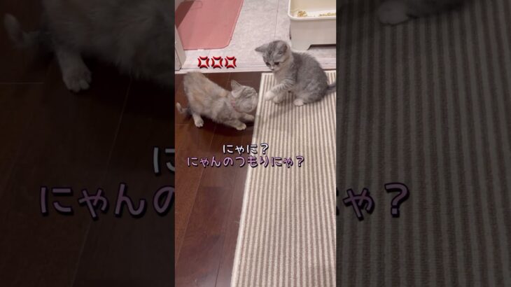 猫パンチで喧嘩売る猫#shorts #猫 #かわいい子猫 #スコティッシュフォールド #猫のいる暮らし #猫パンチ