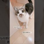 【おしりがハートちゃん】#shorts #癒し猫  #おしりがハートちゃん　双子のお兄ちゃんだよ！#cat #ねこ #かわいい猫