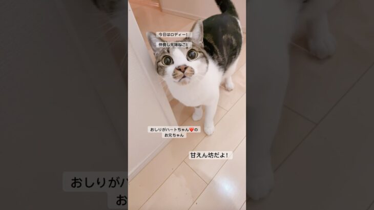 【おしりがハートちゃん】#shorts #癒し猫  #おしりがハートちゃん　双子のお兄ちゃんだよ！#cat #ねこ #かわいい猫