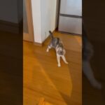 ひとり遊びななな #shorts  #cat #funny #ネコ #ねこ #猫 #かわいい #おもしろ #笑 #にゃん #癒し