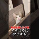 子猫のイタズラが酷すぎてブチ切れた結果 #shorts #保護猫 #捨て猫 #子猫 #野良猫 #catlover #kitten