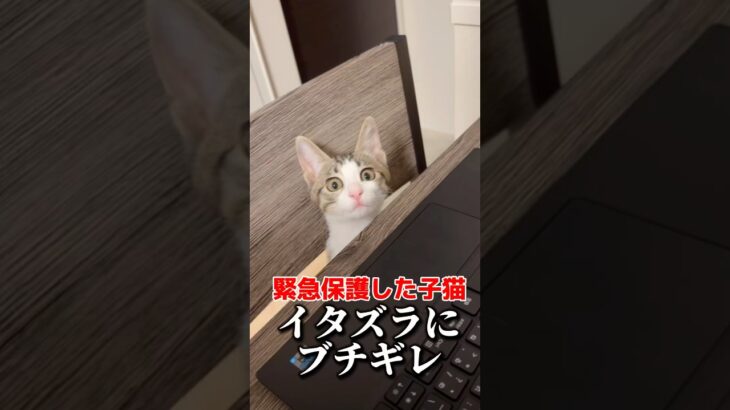 子猫のイタズラが酷すぎてブチ切れた結果 #shorts #保護猫 #捨て猫 #子猫 #野良猫 #catlover #kitten