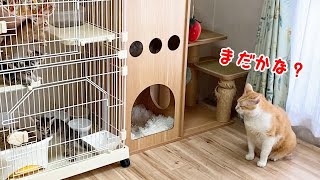 子猫がケージから出てくるのを待つ猫