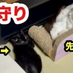 保護子猫の子守りをする先住猫／いつの間にか仲良くなってた先輩猫と新入り子猫