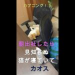 ハプニング！？早朝に出社したら、見知らぬ猫が寝ていて、カオス過ぎる