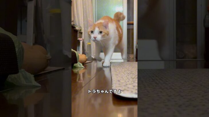 猫に溶けてしまった母 #猫かわいい