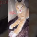 #猫 #かわいい猫 #猫ふみふみ