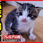 【子猫 保護】へその緒がついた乳飲み子 儚い命…ひとり残されたこの子を守りたい【後編】