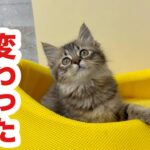 甘えんぼだった子猫が反抗期を迎えました／側溝で保護された迷い子猫