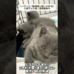 脳障害の疑いがある子猫ちゃん達　#里親募集中　#里親募集中子猫アゴはネコ