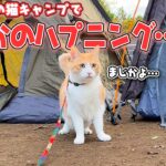 散歩好きな猫と今年最後のキャンプに来たはずが、まさかのハプニングが発生しました…⁉︎