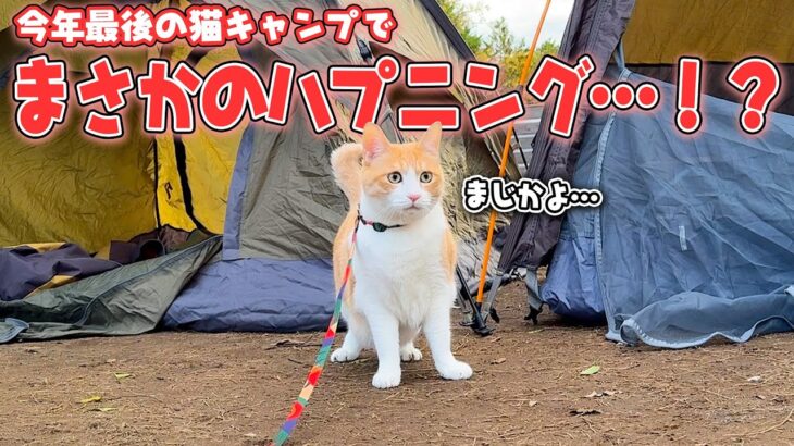 散歩好きな猫と今年最後のキャンプに来たはずが、まさかのハプニングが発生しました…⁉︎