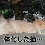 【子猫とお別れまで残り２日】嫌な目に遭い一体化してしまった外猫