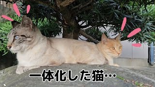 【子猫とお別れまで残り２日】嫌な目に遭い一体化してしまった外猫